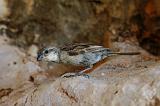 IMG_4925 passerotto(Socotra Sparrow) Shuaab, Socotra